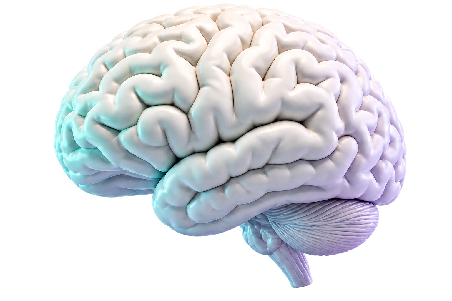 Representación tridimensional del cerebro humano